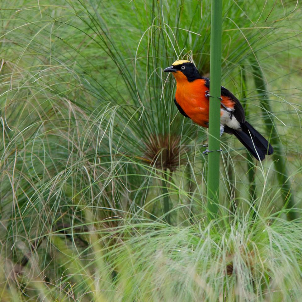 15740984_1259951210765102_1107712147551701346_n