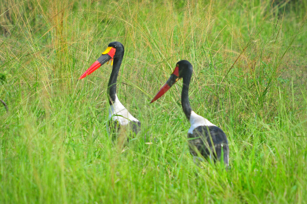 6797100513_4d9584b332_o