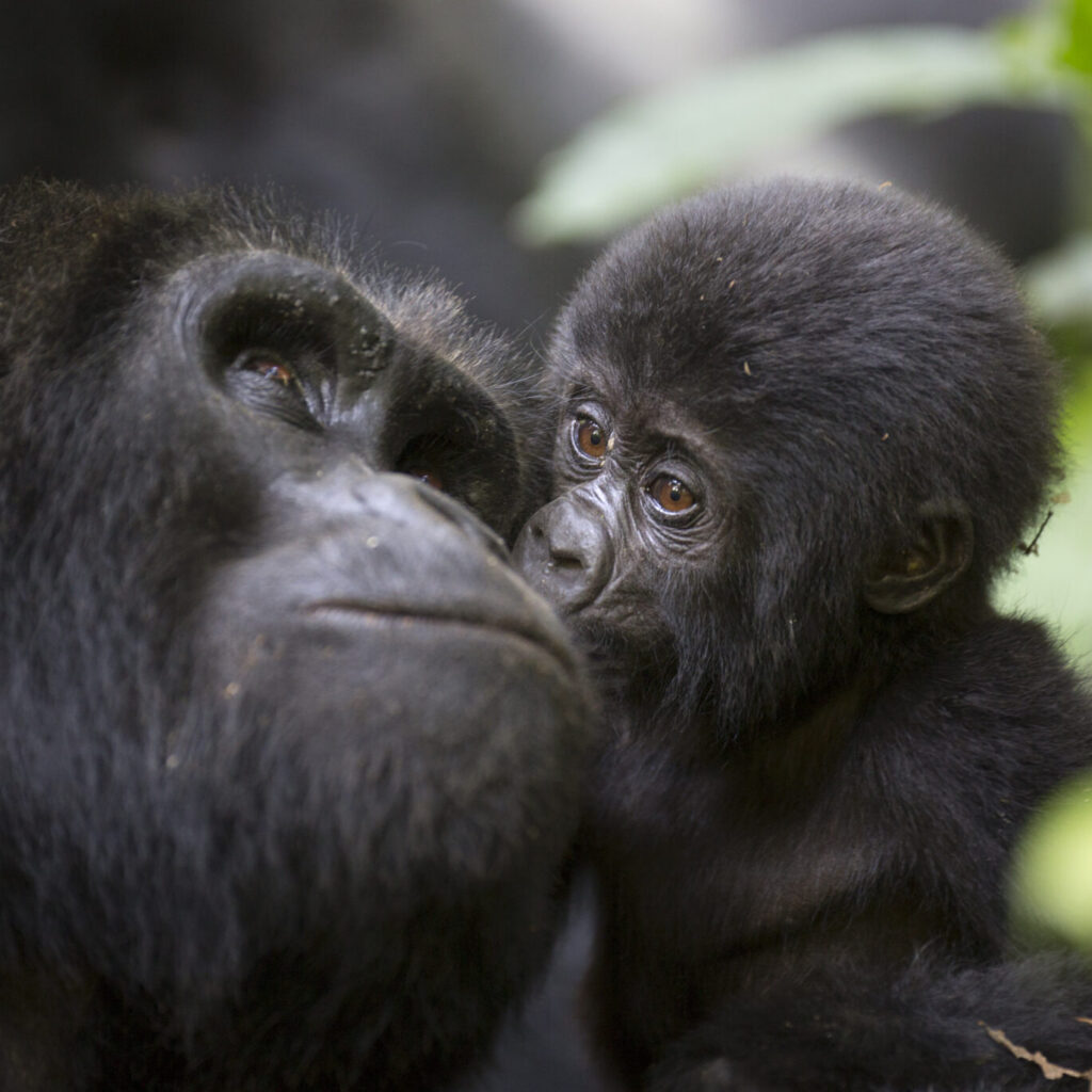 A baby mountain wild gorilla kisses his mother
