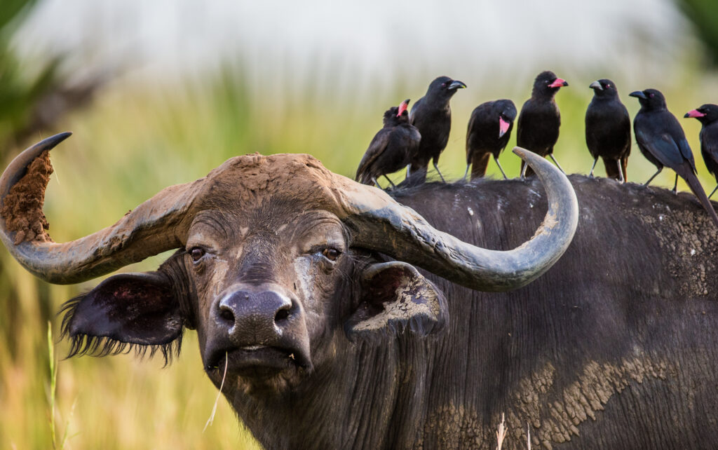 Buffalo in the savannah with birds on its back. Africa. Uganda