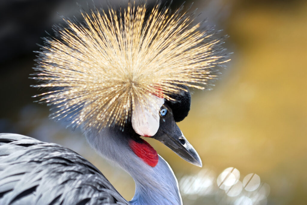 Close-up portrait of a Grey Crowned Crane (Balearica regulorum), the national bird of Uganda