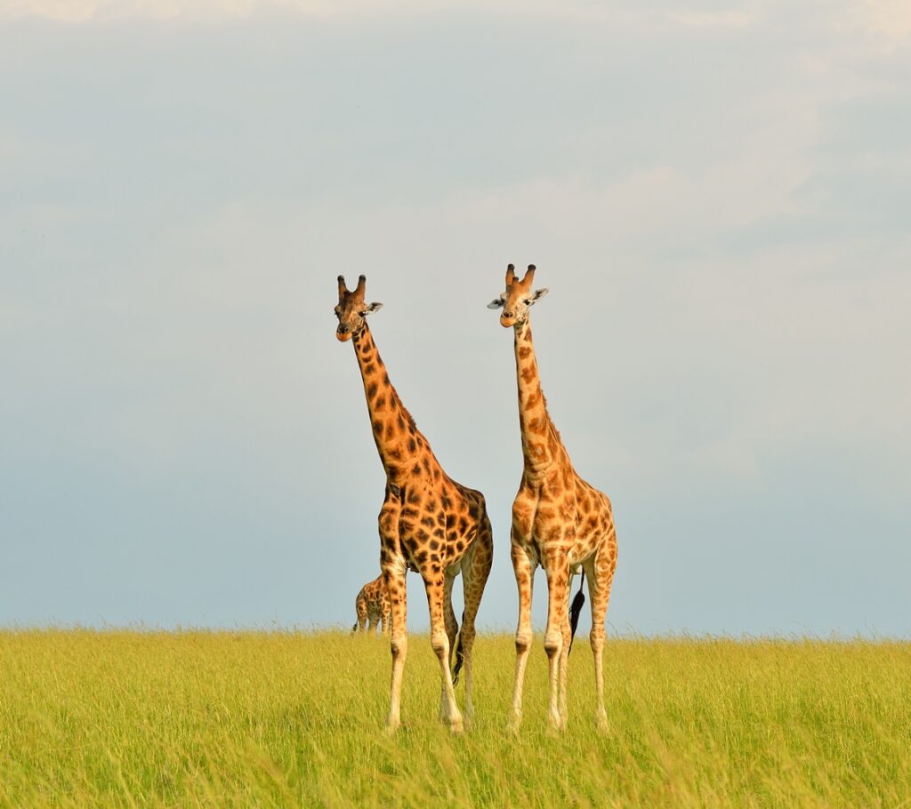 Giraffes_180x160cm - Copy
