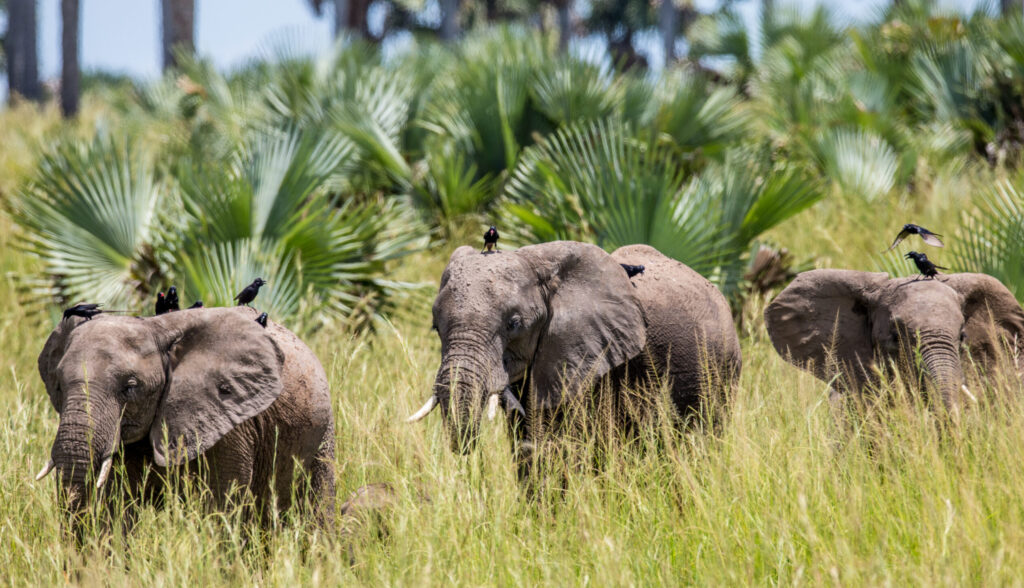 Group of elephants in a Murchisons folls national park. Afri_a. Uganda