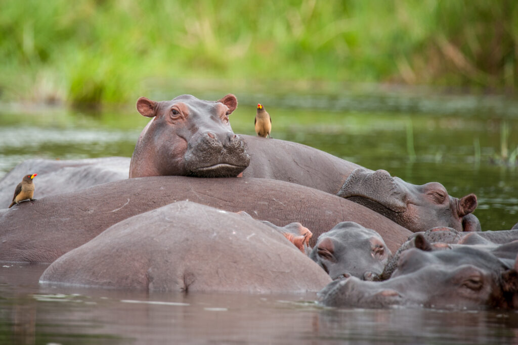 Hippo pod relaxing in the Nile River, Murchison Falls National Park, Uganda