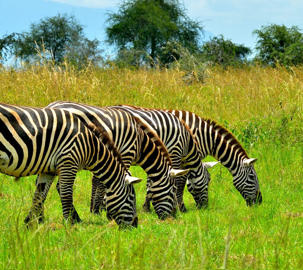 Kidepo Valley National Park Zebras_web - Copy