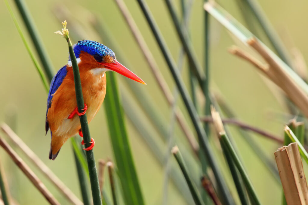 The malachite kingfisher (Corythornis cristatus) sitting on the reed. Kingfisher with green background. Kingfisher sitting on the reed
