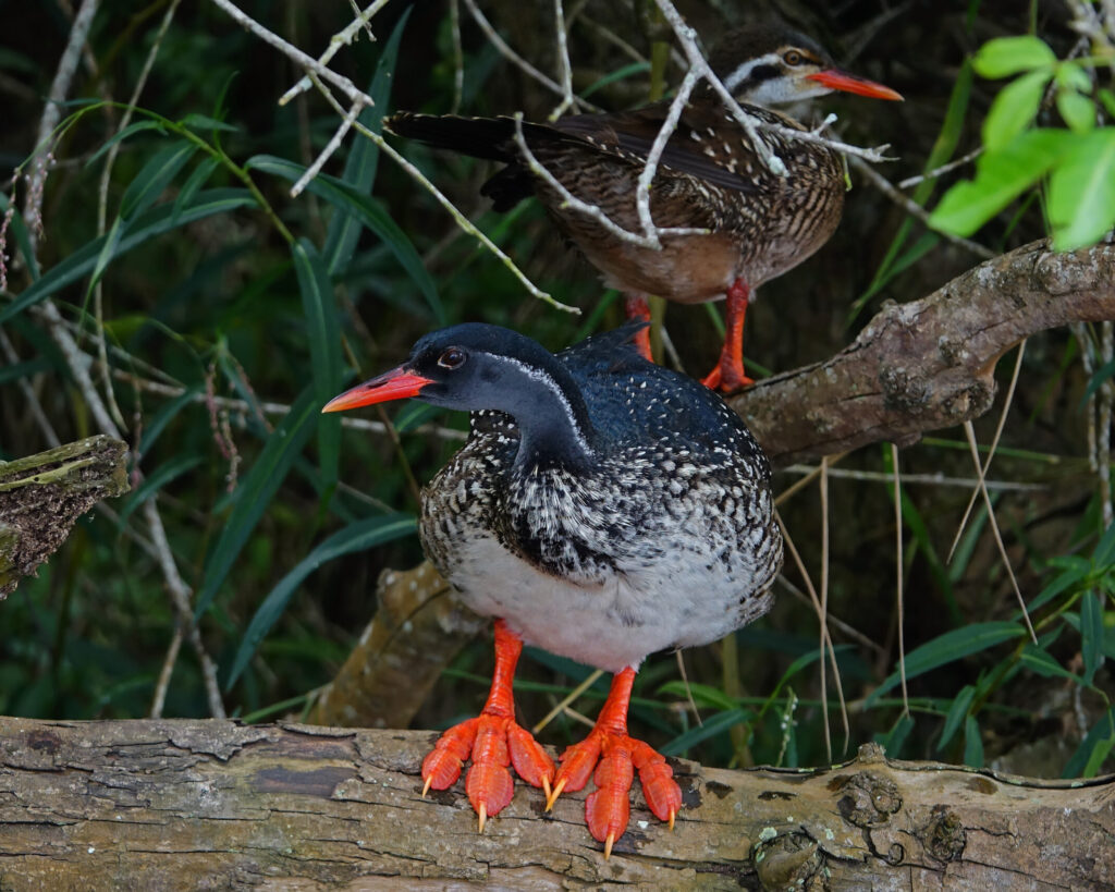african finfoot (c) bellbird