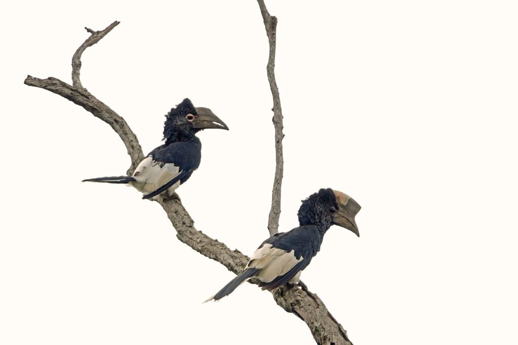 black-and-white casqued hornbill (c) bellbird