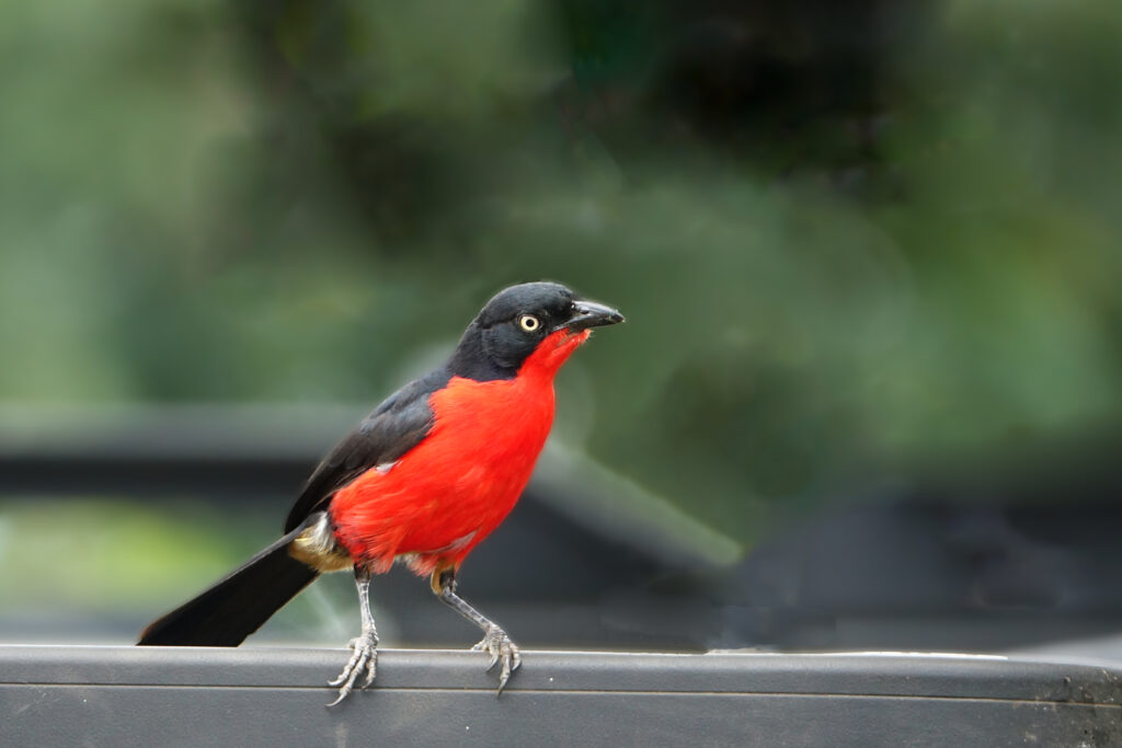 black-headed gonolek (c) bellbird