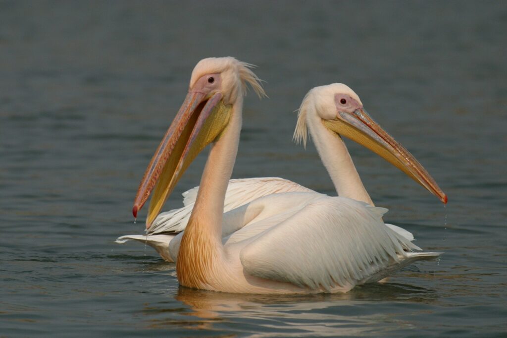 pelican - Copy